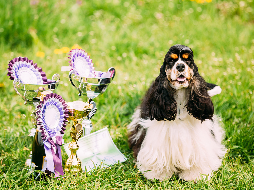 Pet Certificate Lifestyle Image